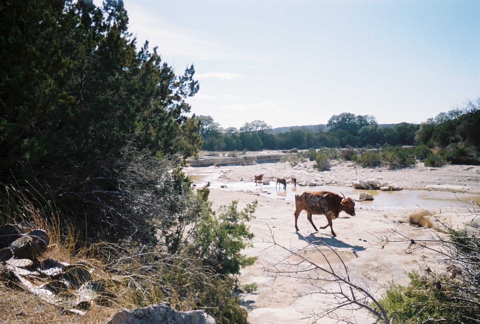 024_longhorn in Cow Cr 2_2_2008.jpg